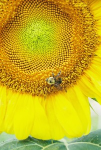 Photo-sunflowerwithbee
