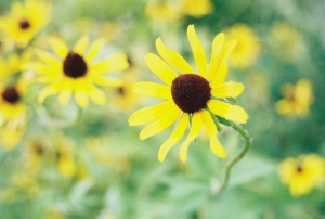 Photo-yellowflowers